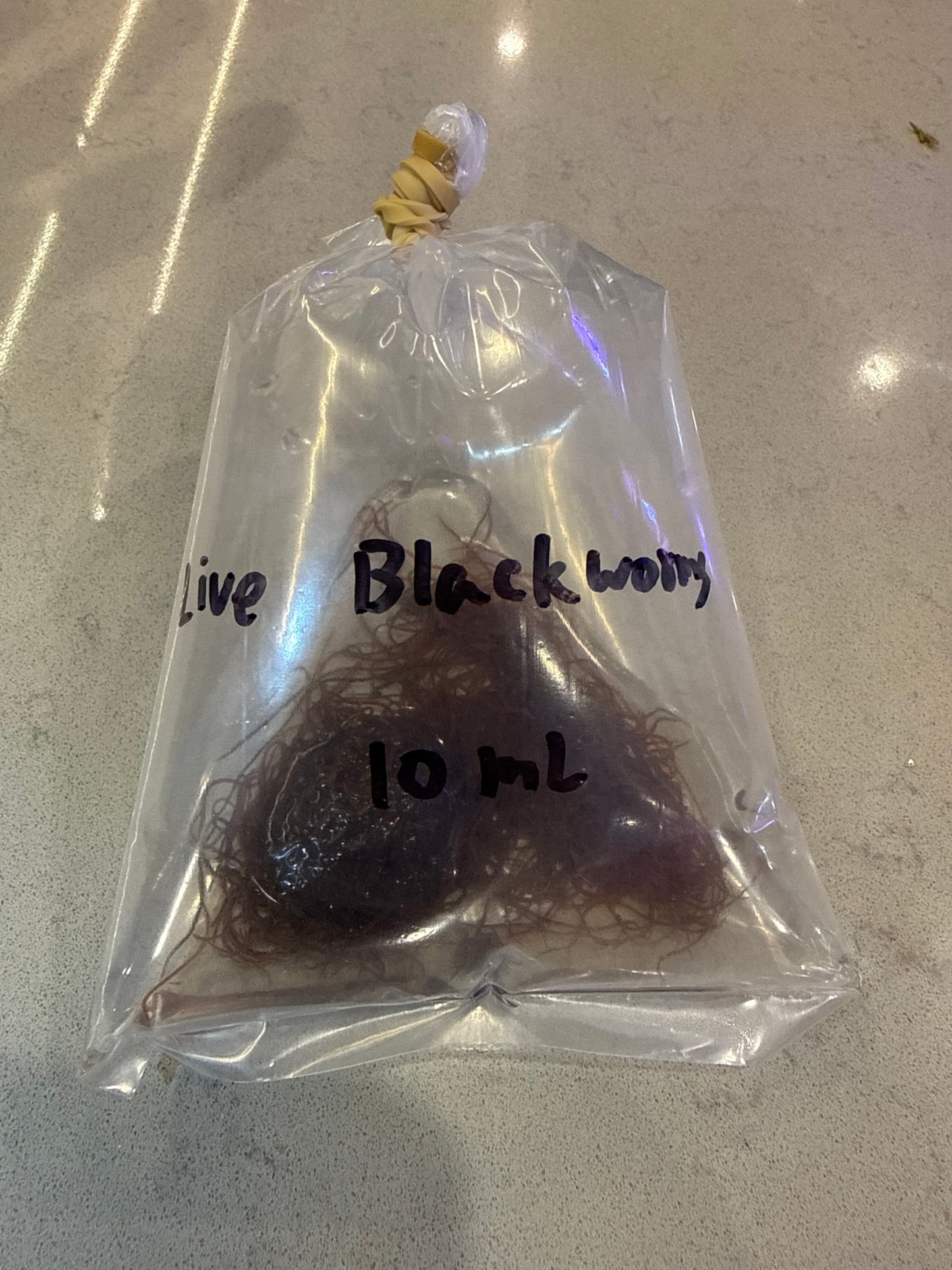 Blackworms Live 10ml - Available for in-store pickup only