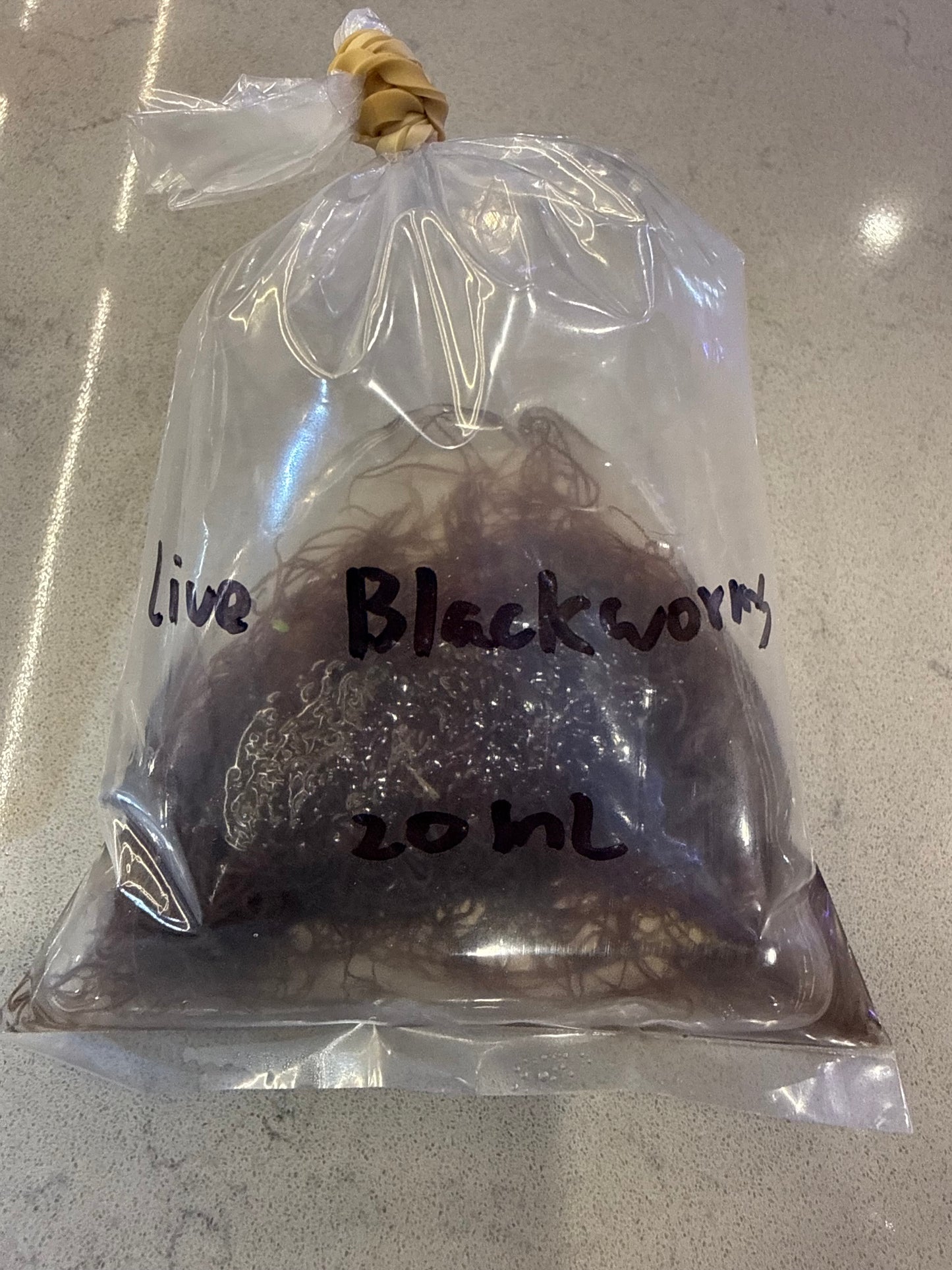 Blackworms Live 20ml - Available for in-store pickup only