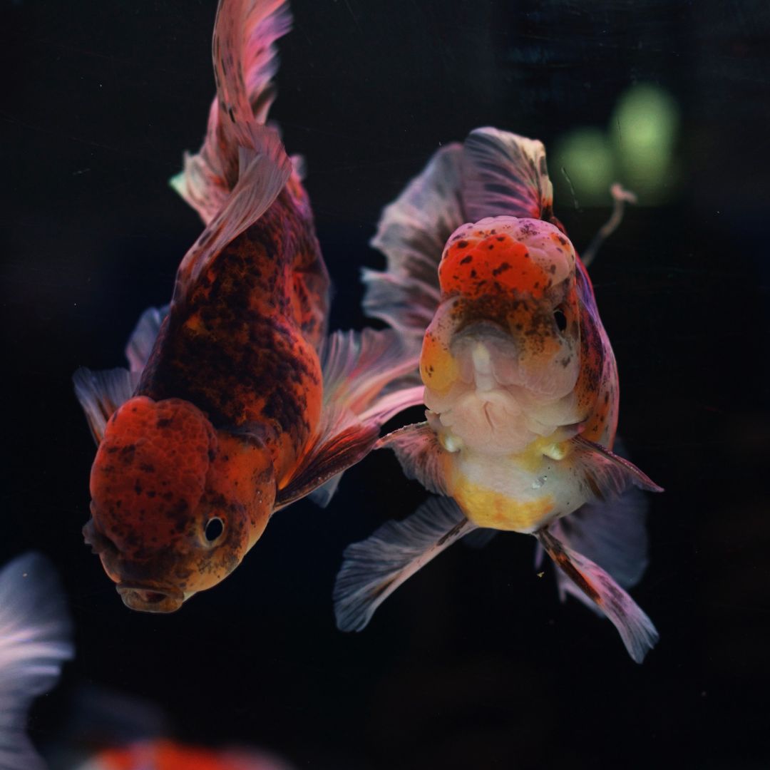 Oranda