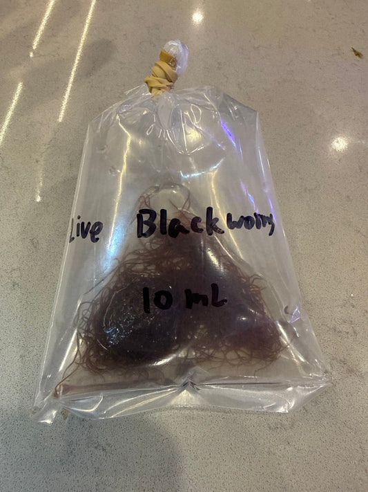 Blackworms Live 10ml - Available for in-store pickup only