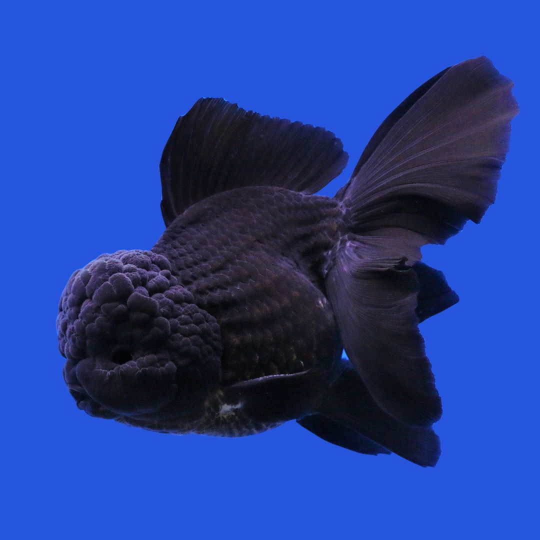 Oranda