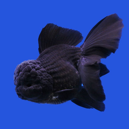 Oranda