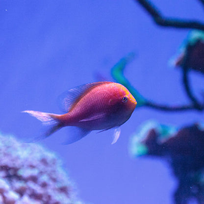 Sunburst Anthias