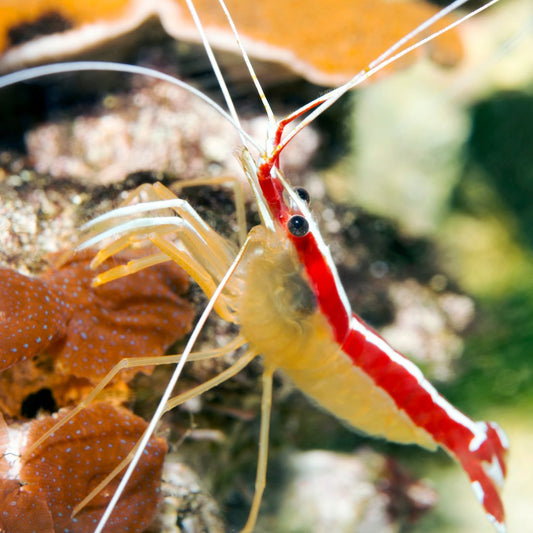 Redline Cleaner Shrimp