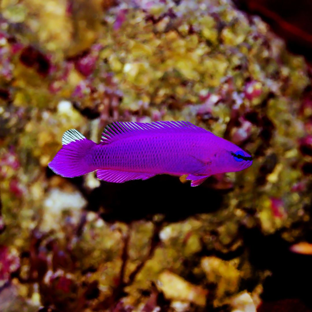 Indigo Dottyback – The Aquarium Centre