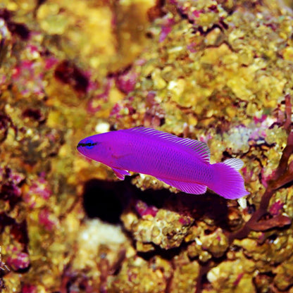 Indigo Dottyback