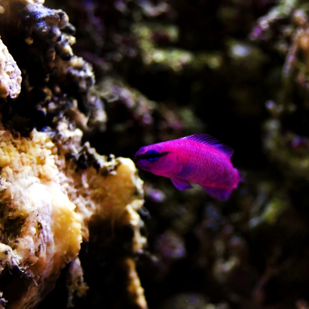 Indigo Dottyback