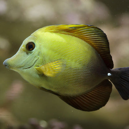 Scopas Tang