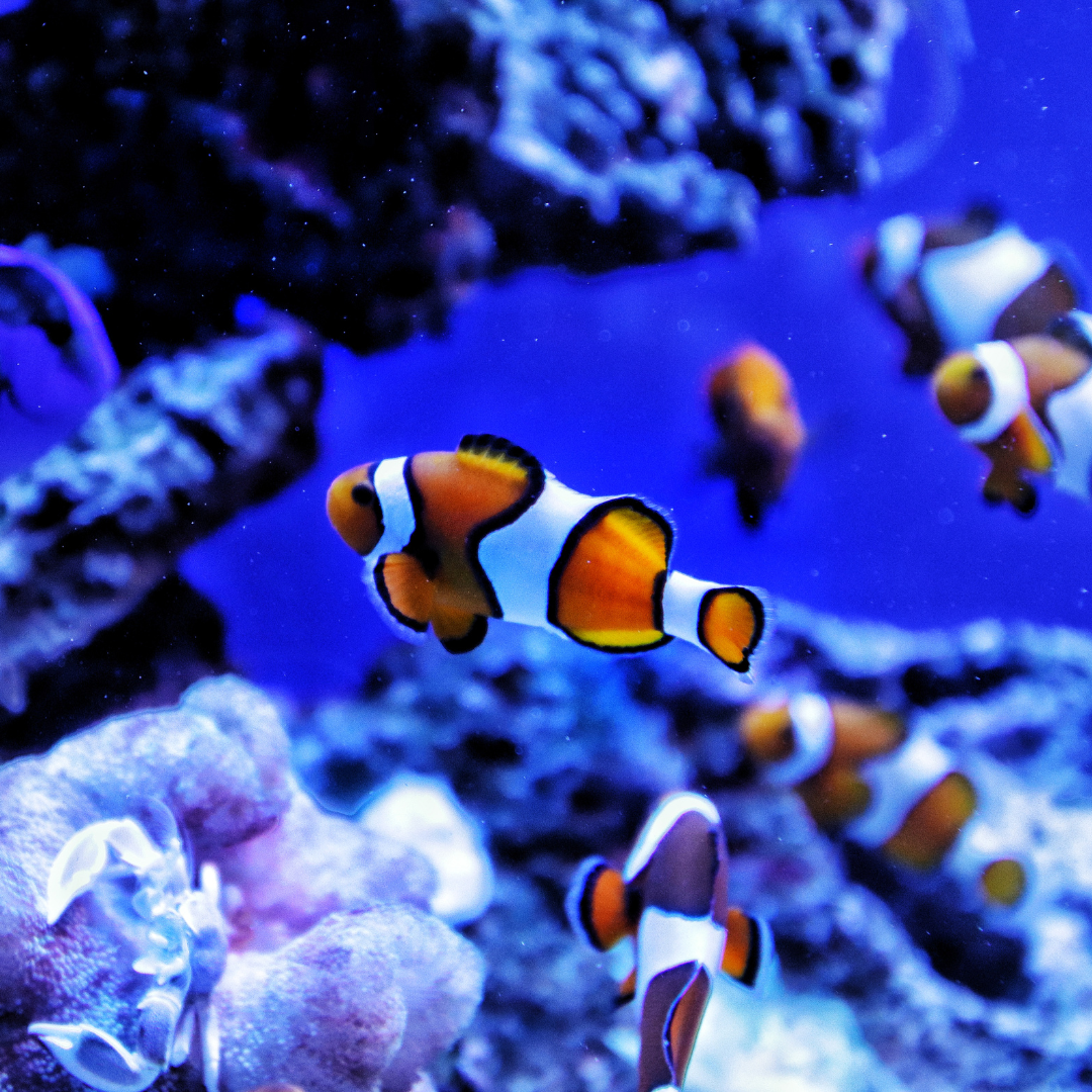 Clownfish