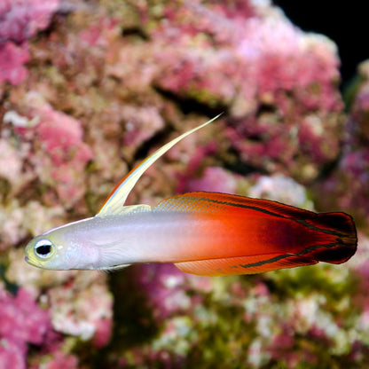 Firetail Goby