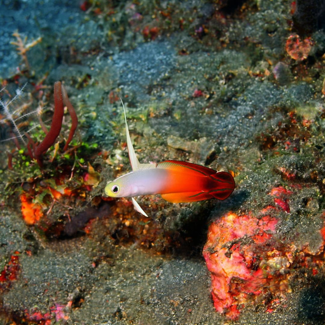 Firetail Goby