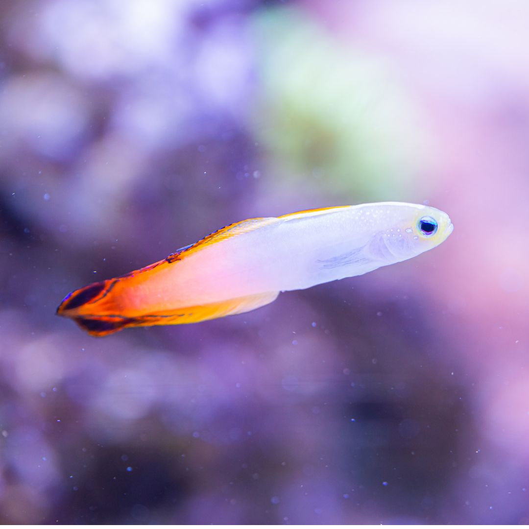 Firetail Goby