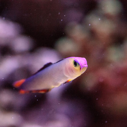 Firetail Goby