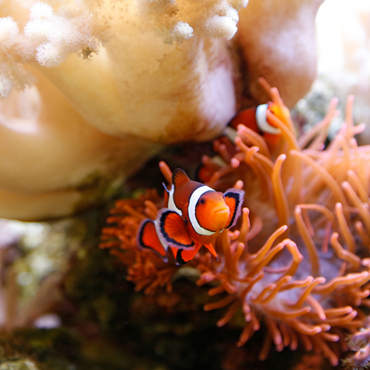 Clownfish