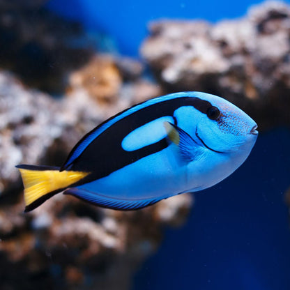 Blue (Hippo) Tang