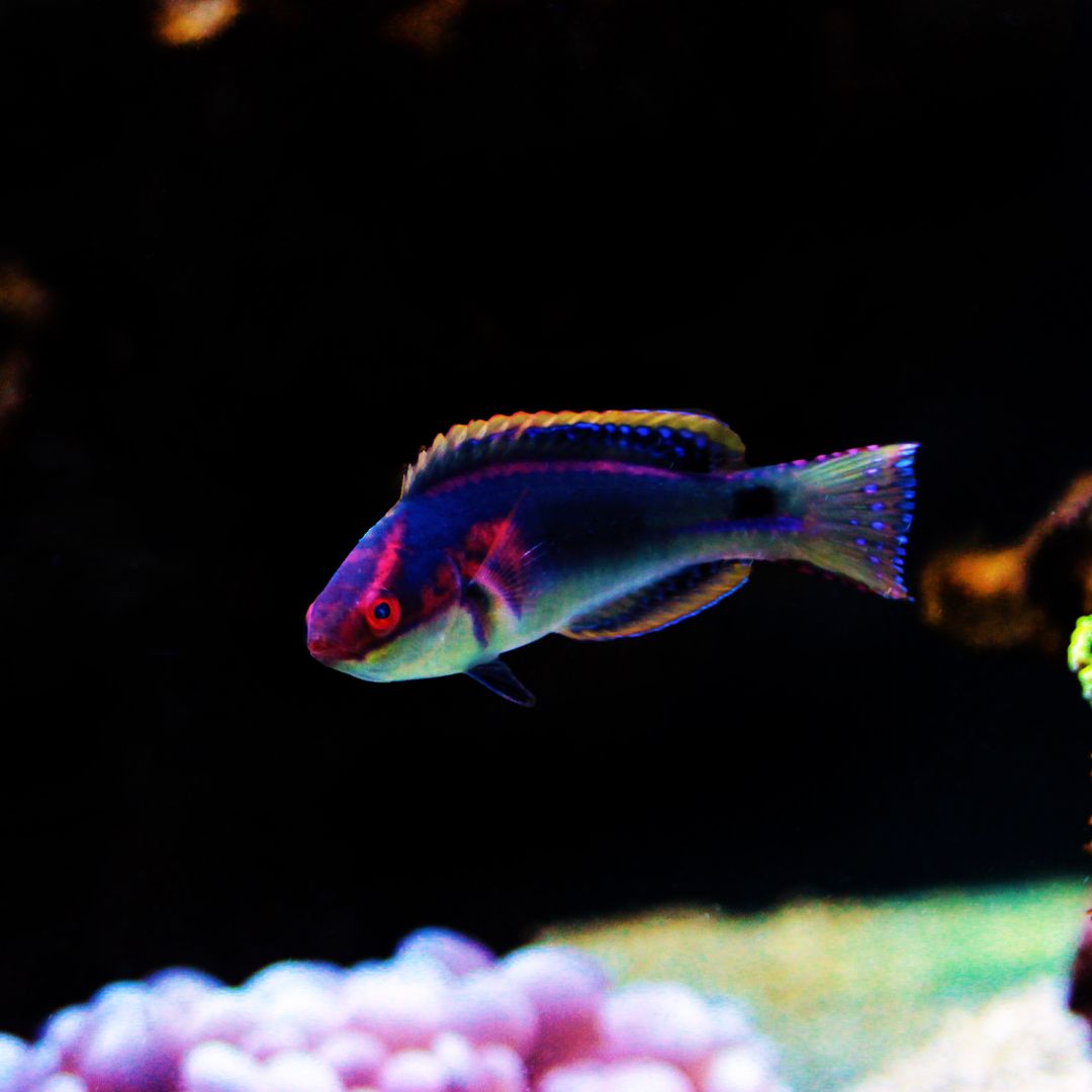 Exquisite Fairy Wrasse