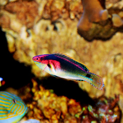 Exquisite Fairy Wrasse