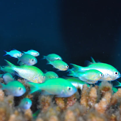 Green Chromis