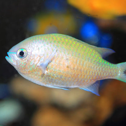 Green Chromis