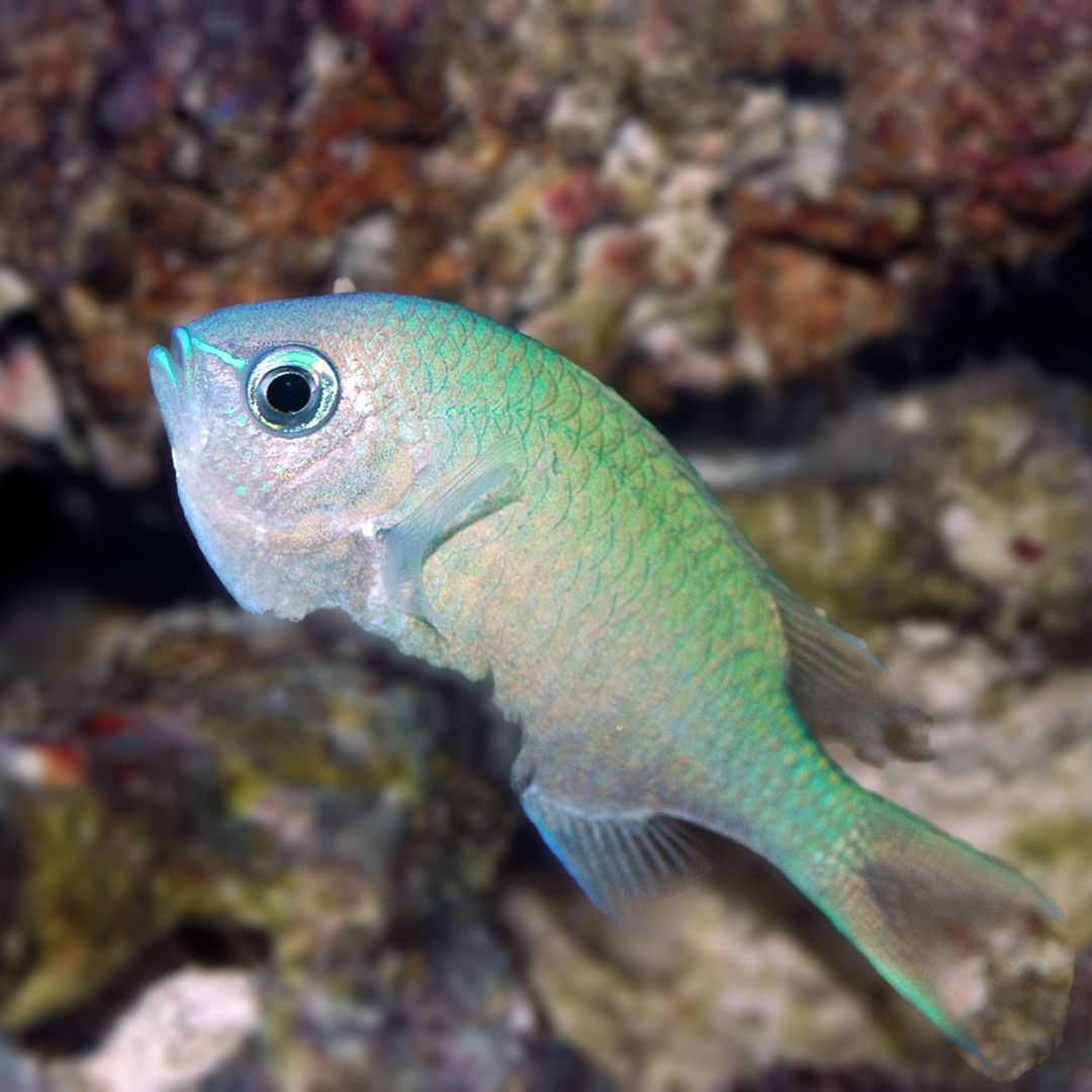 Green Chromis