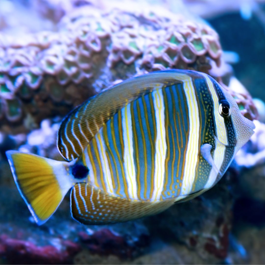 Sailfin Tang – The Aquarium Centre