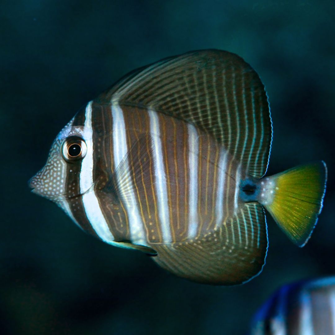 Sailfin Tang