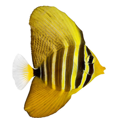 Sailfin Tang