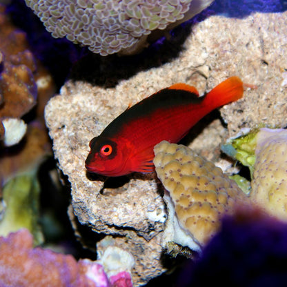 Flame Hawkfish