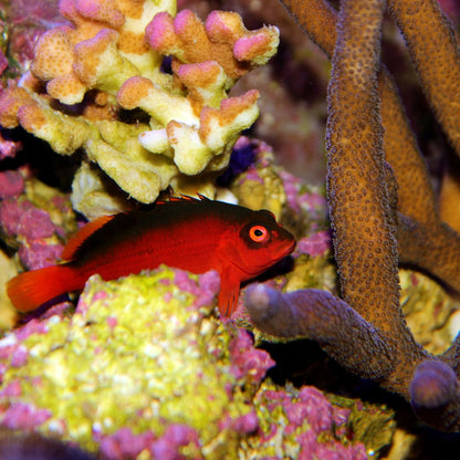 Flame Hawkfish