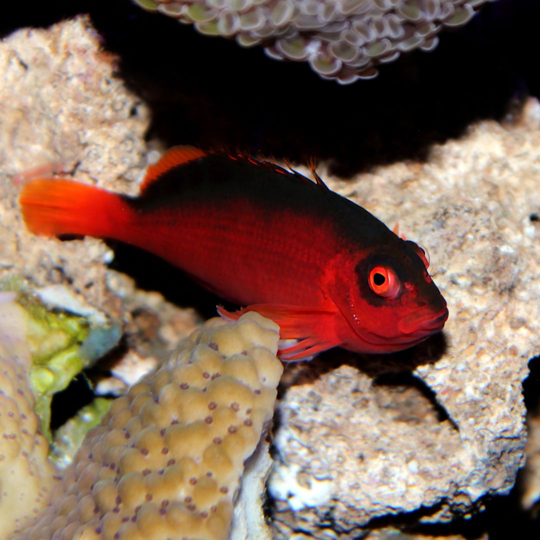 Flame Hawkfish