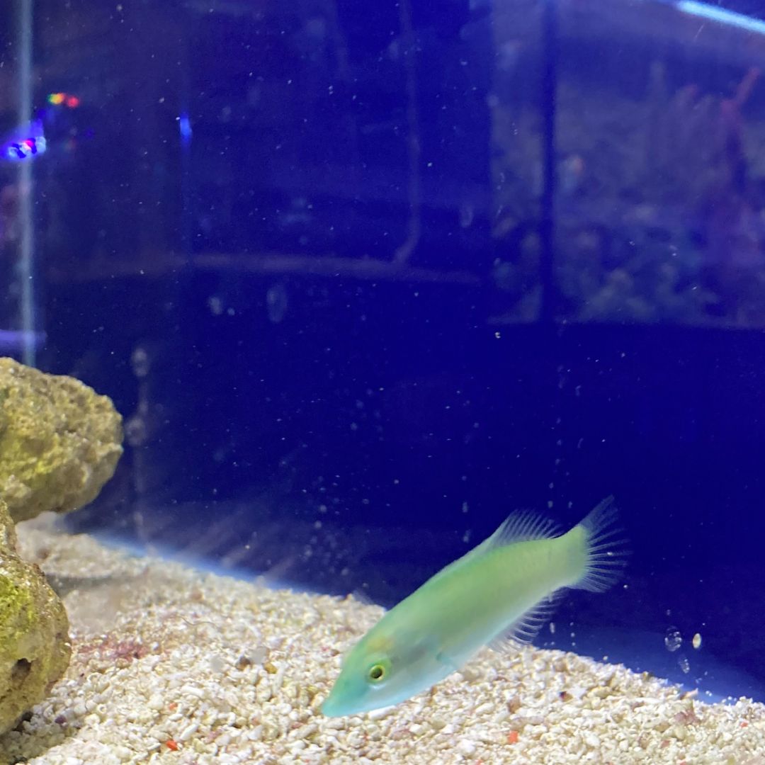 Pastel Lime Wrasse