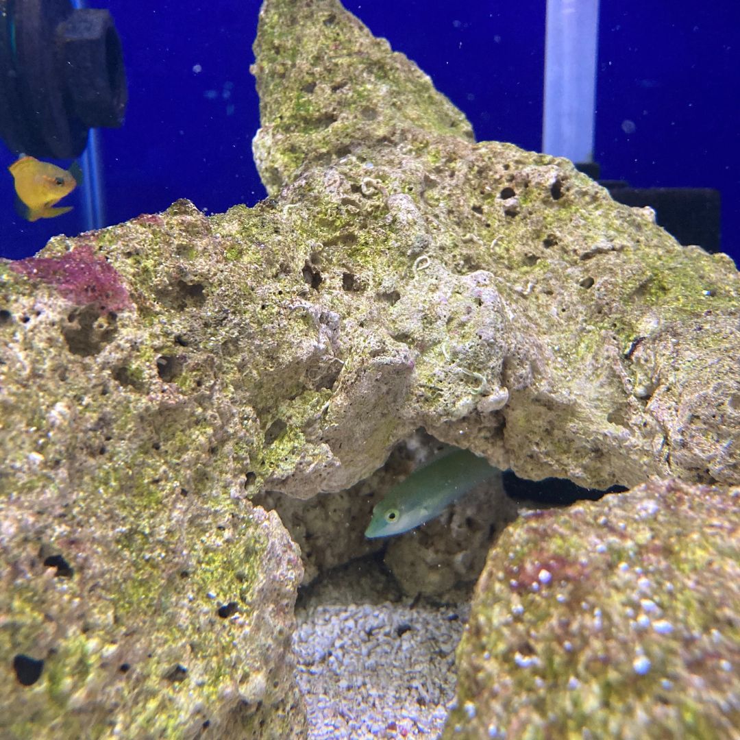 Pastel Lime Wrasse