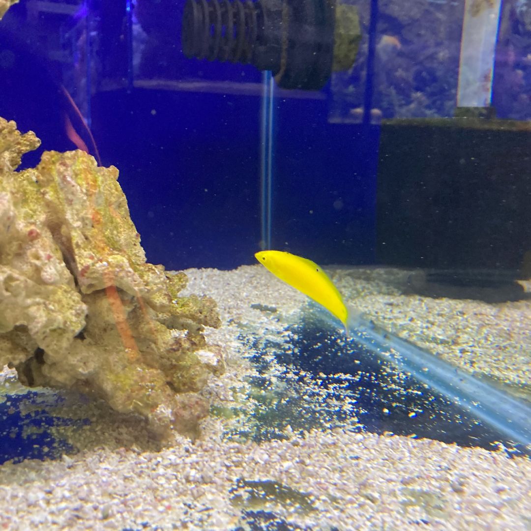 Banana Wrasse