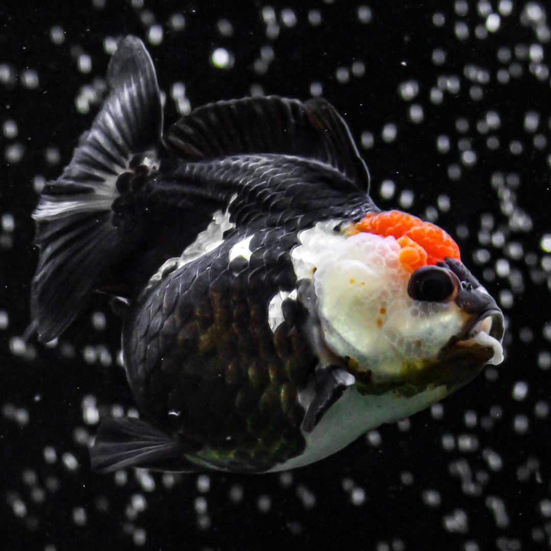 Oranda