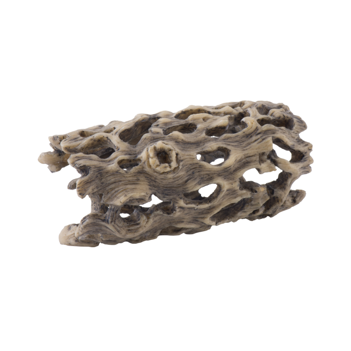 Exo Terra Cholla Cactus Skeleton Small