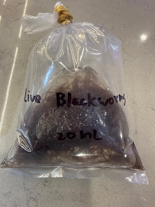 Blackworms Live 20ml - Available for in-store pickup only