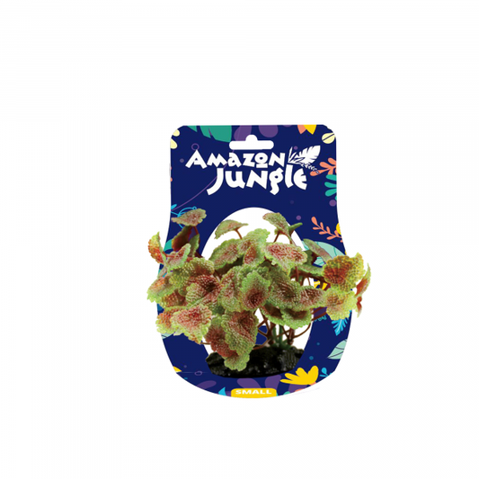Amazon Jungle Flame Castella 10-12cm