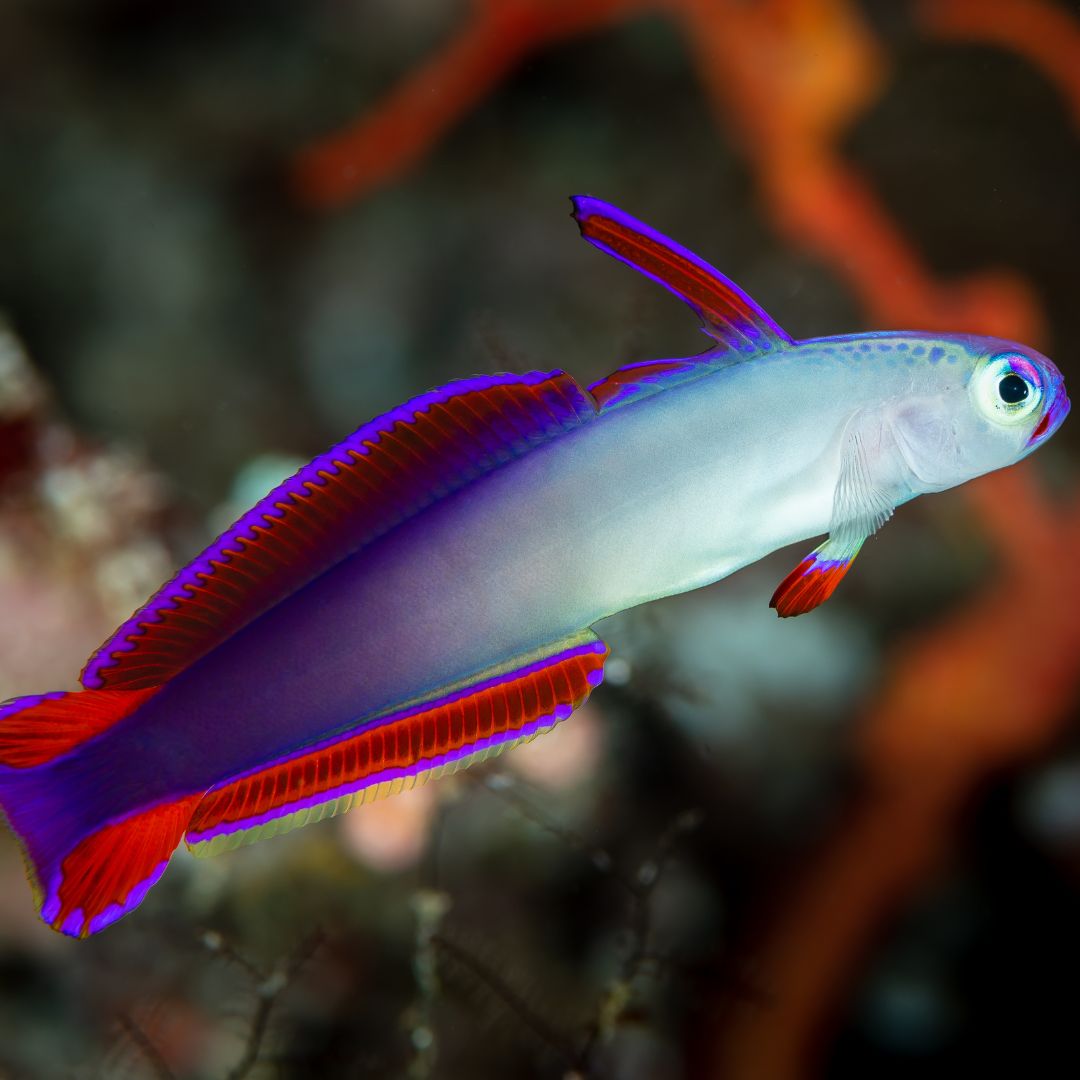 Decora Goby (Purple)