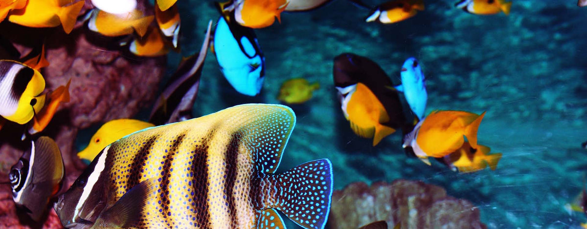 The Aquarium Centre