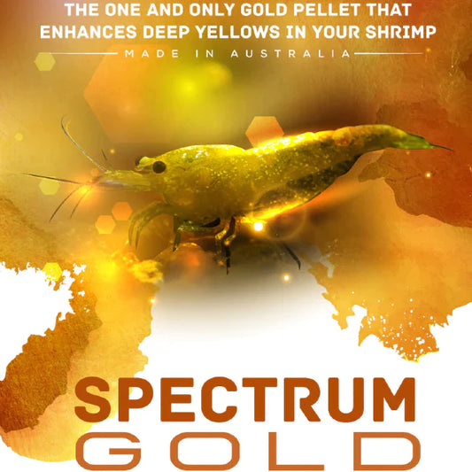 SAS Spectrum Gold 30gm