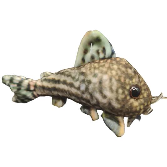 Plushies Corydorus Sterbai