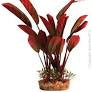 Silk Plant Red Echinodorus w Gravel Base L