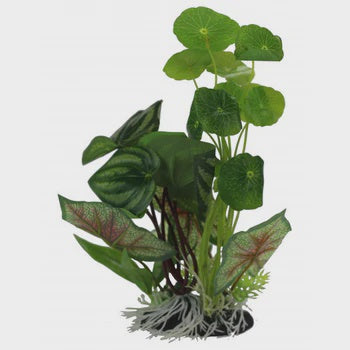 Ornament Pennywort/Flame Spathiophylym 28cm